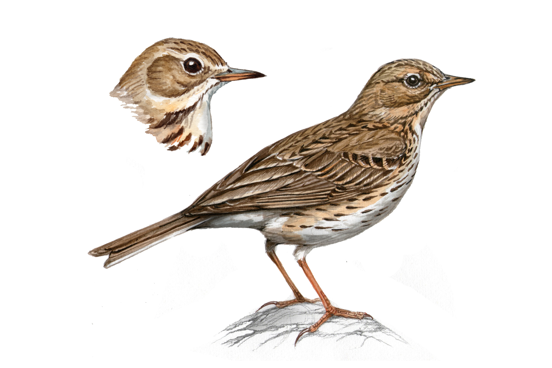 Bisbita pratense