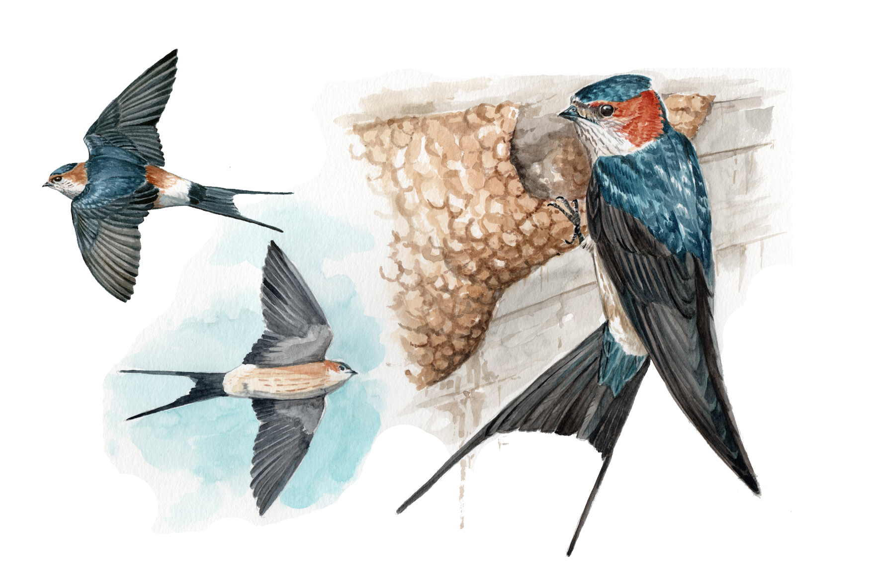 Golondrina dáurica