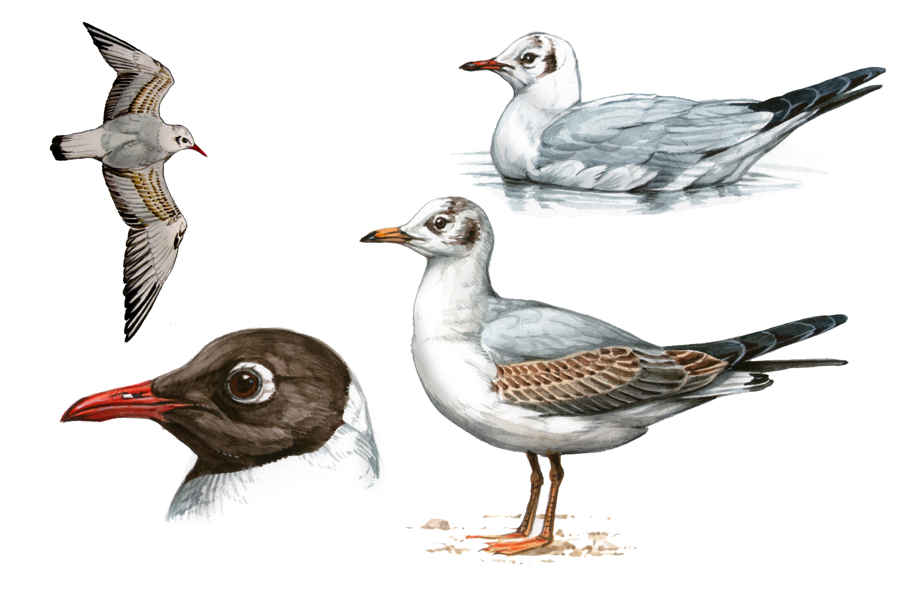 Gaviota reidora