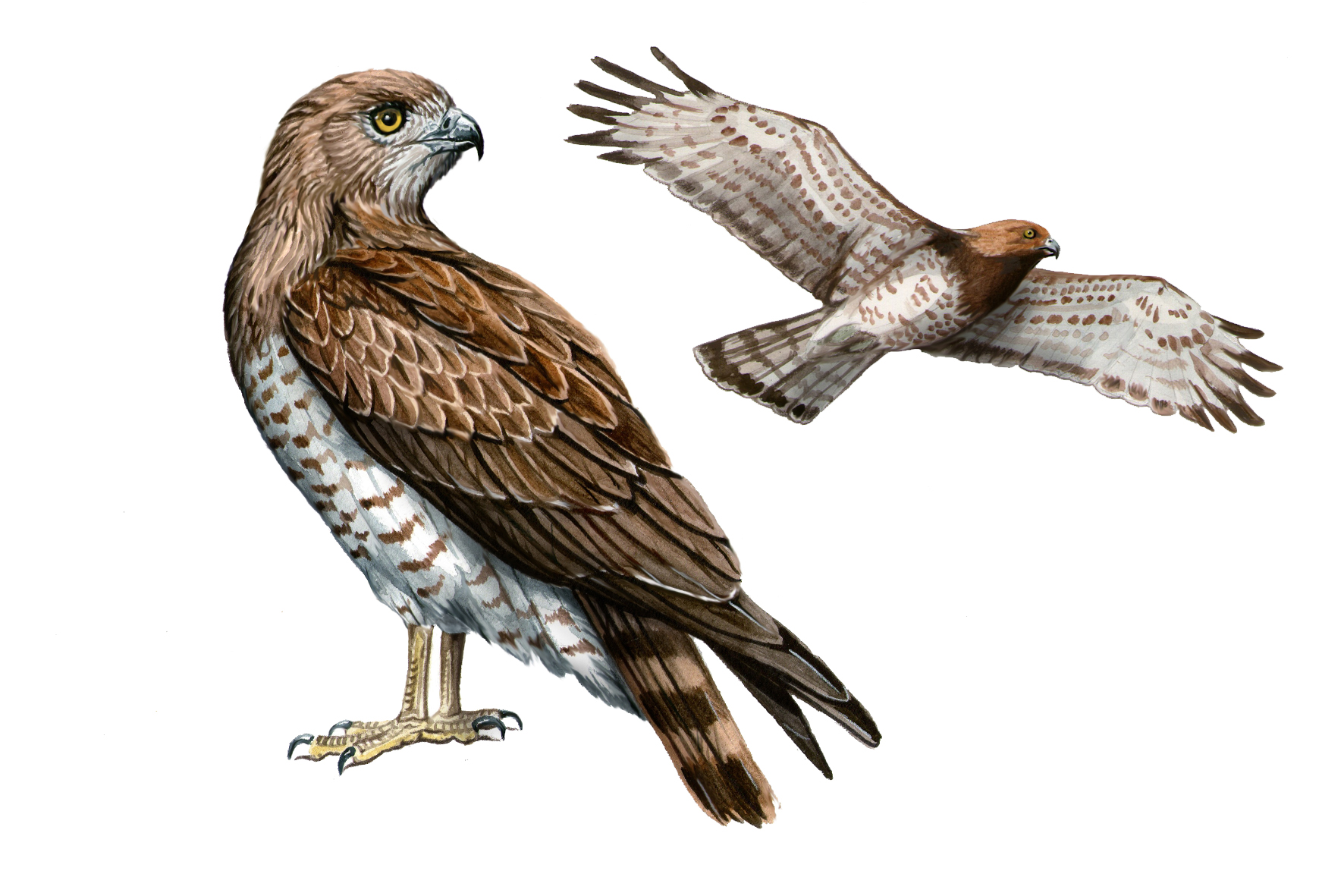 Culebrera europea