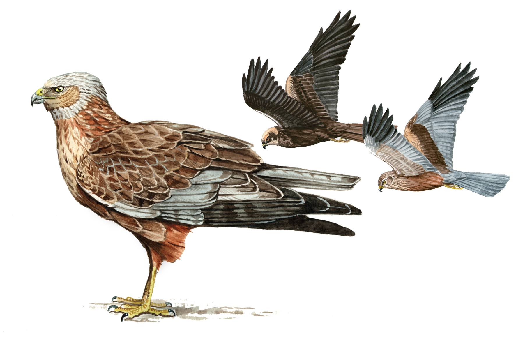 Aguilucho lagunero occidental