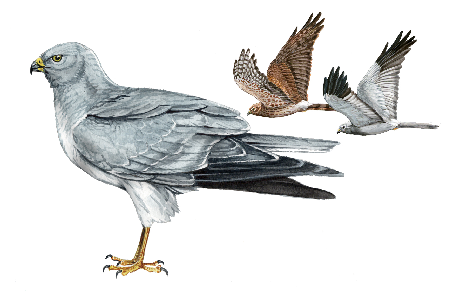 Aguilucho pálido