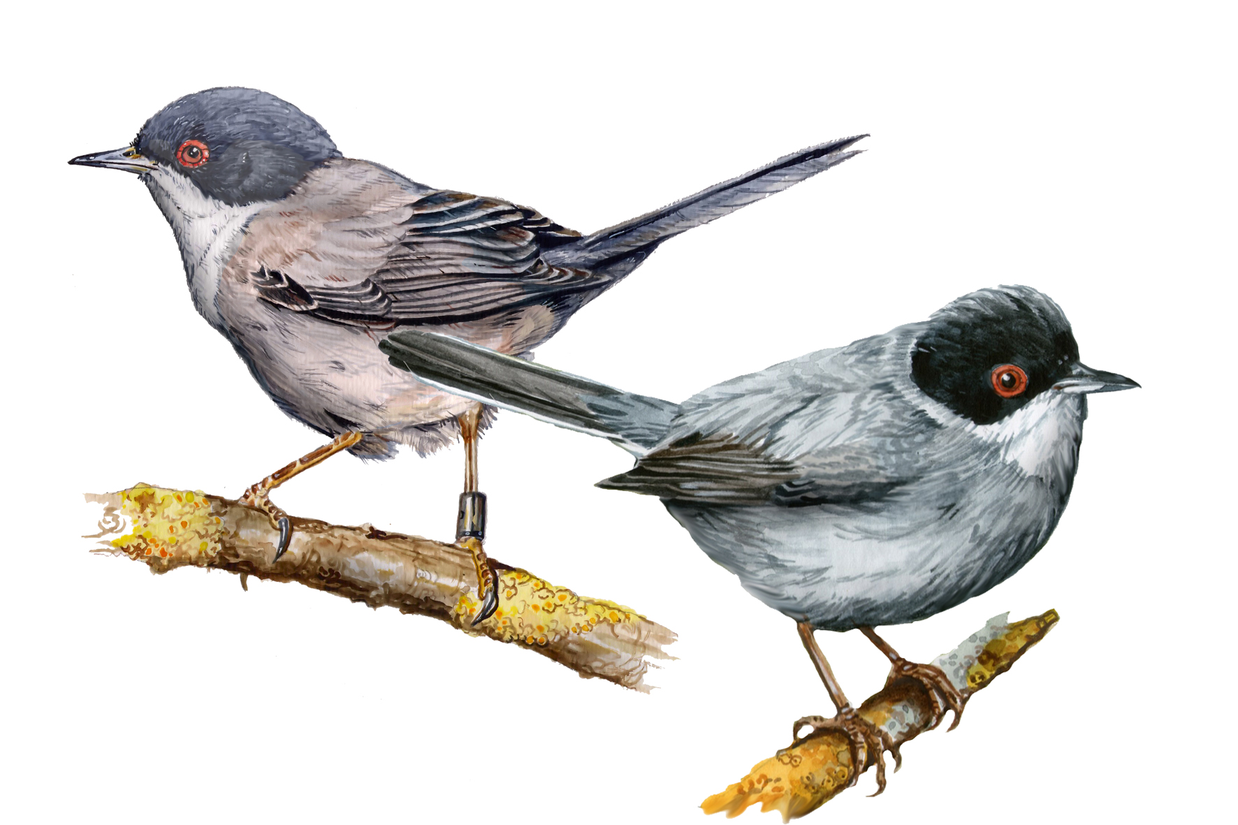 Curruca cabecinegra