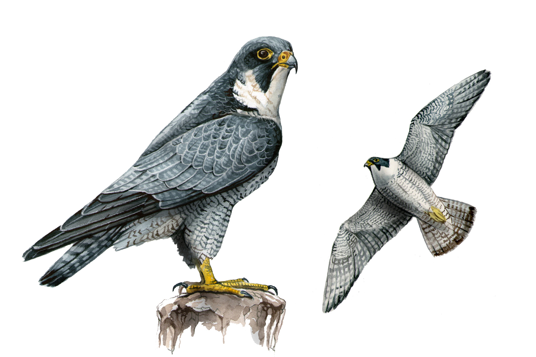 Halcón peregrino