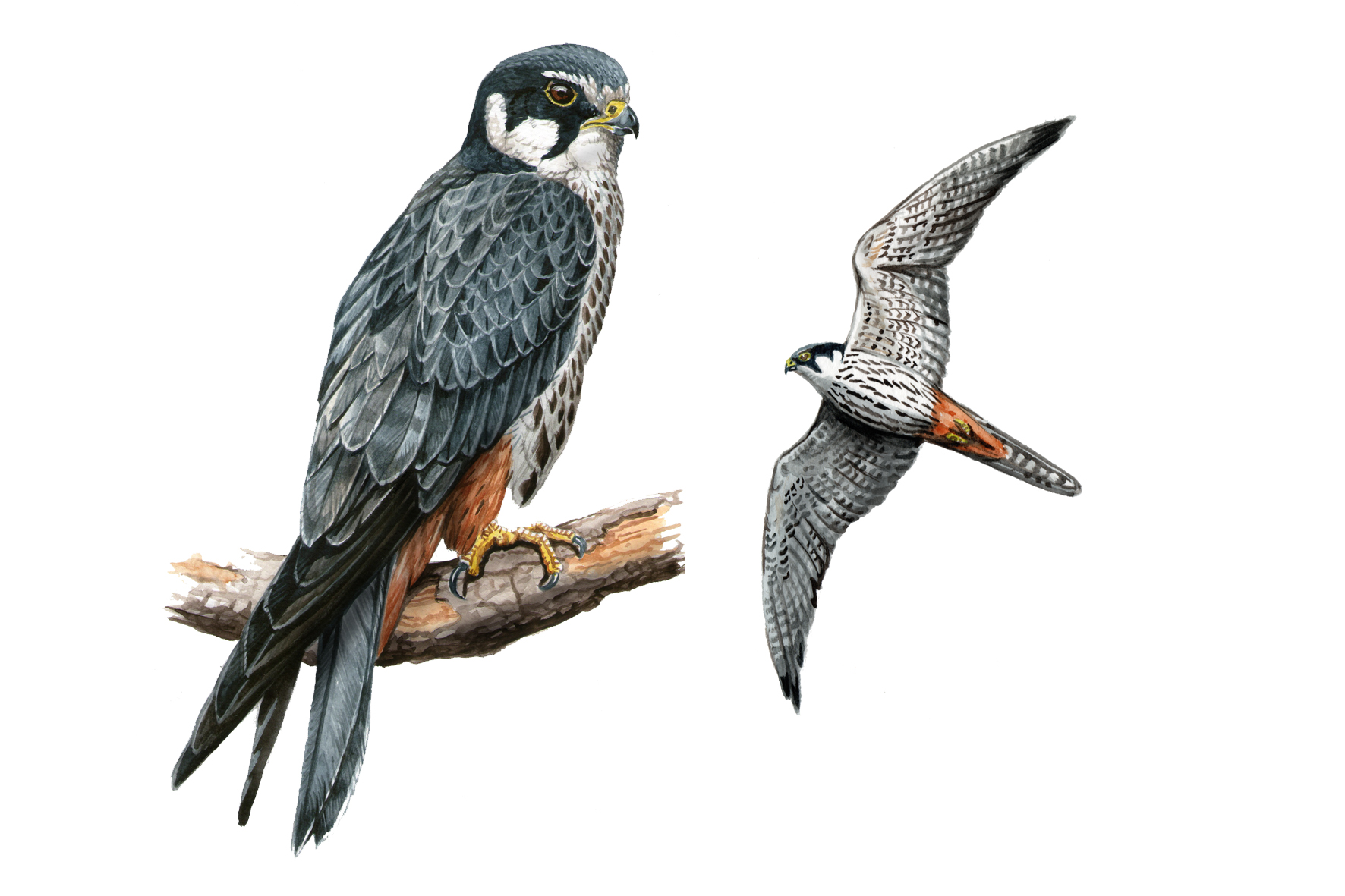 Alcotán europeo