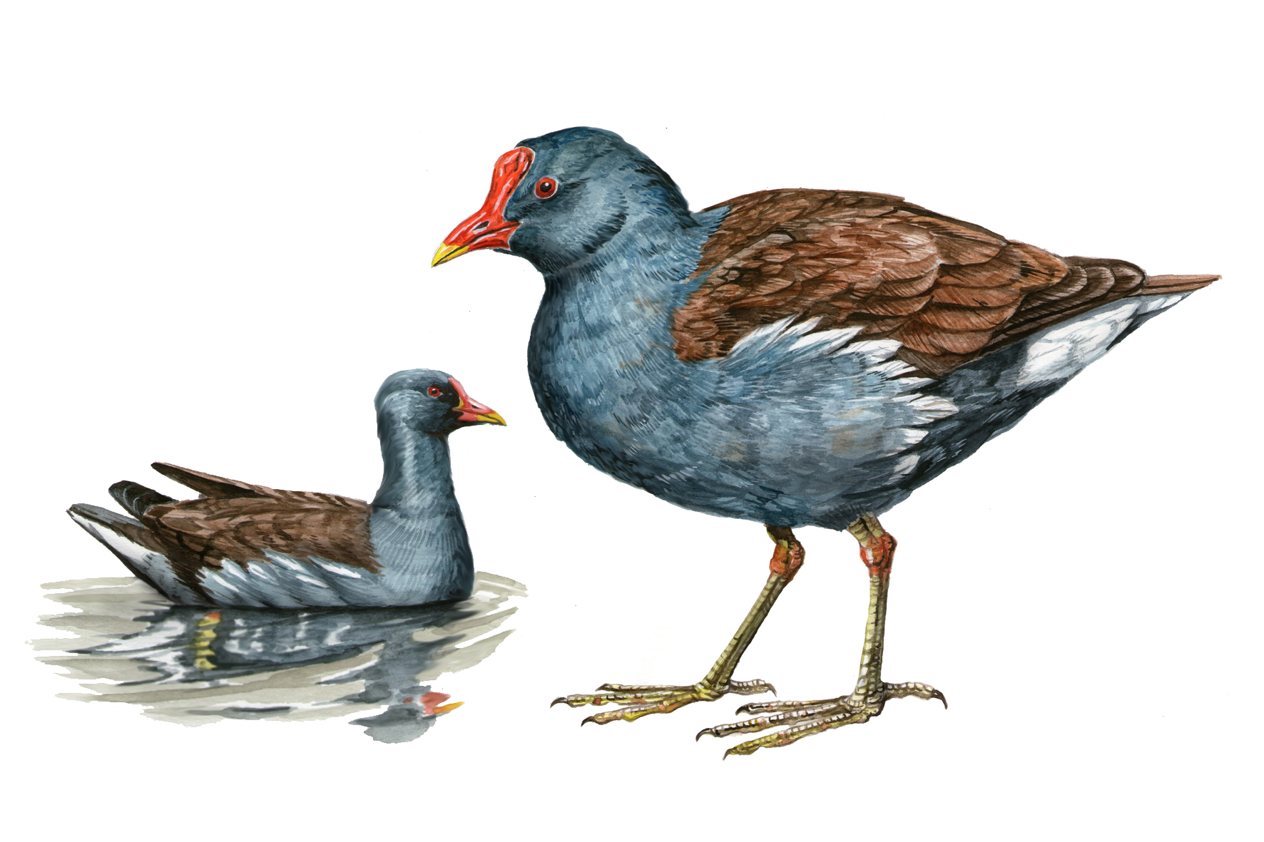 Gallineta común