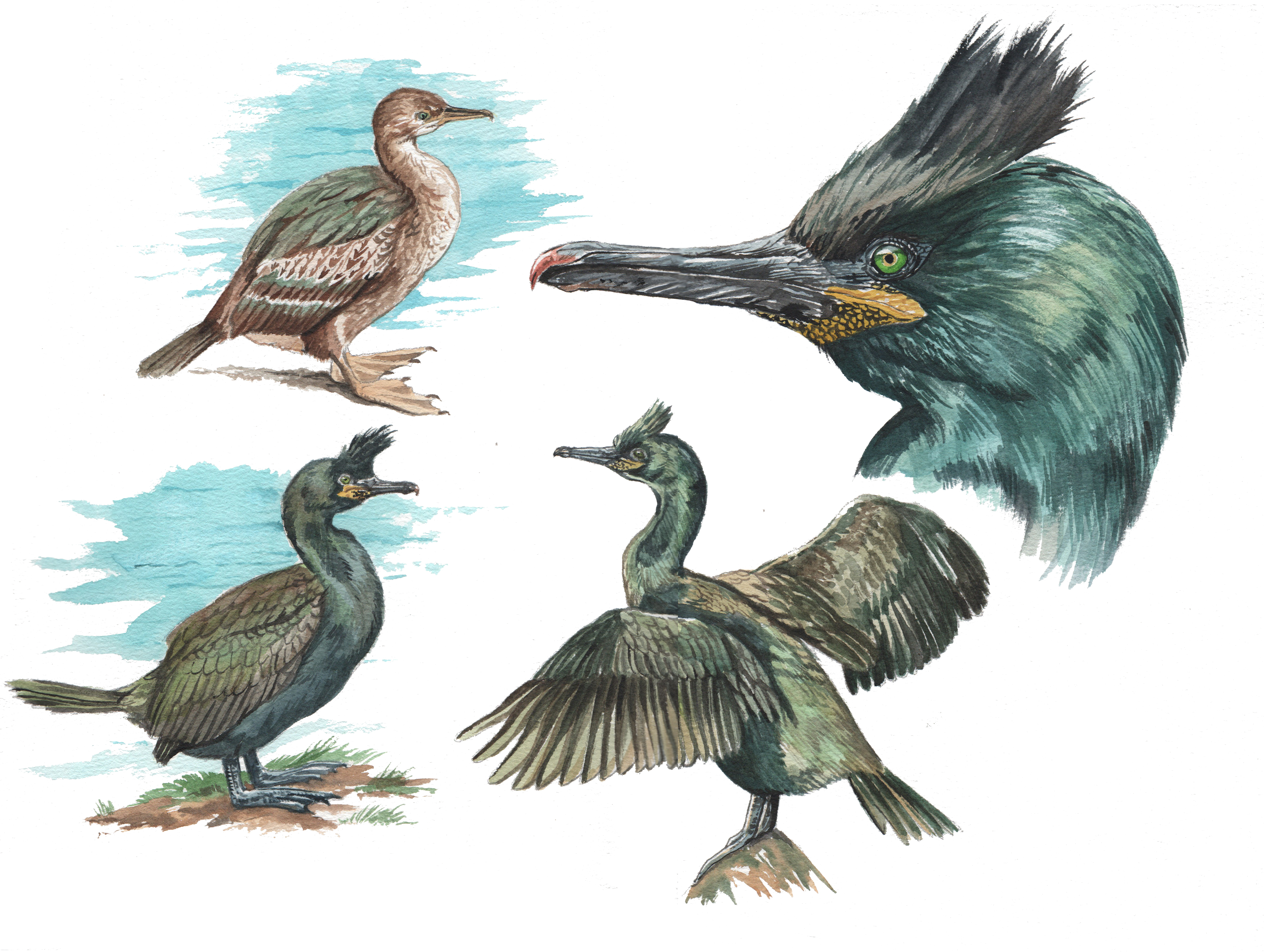 Cormorán moñudo