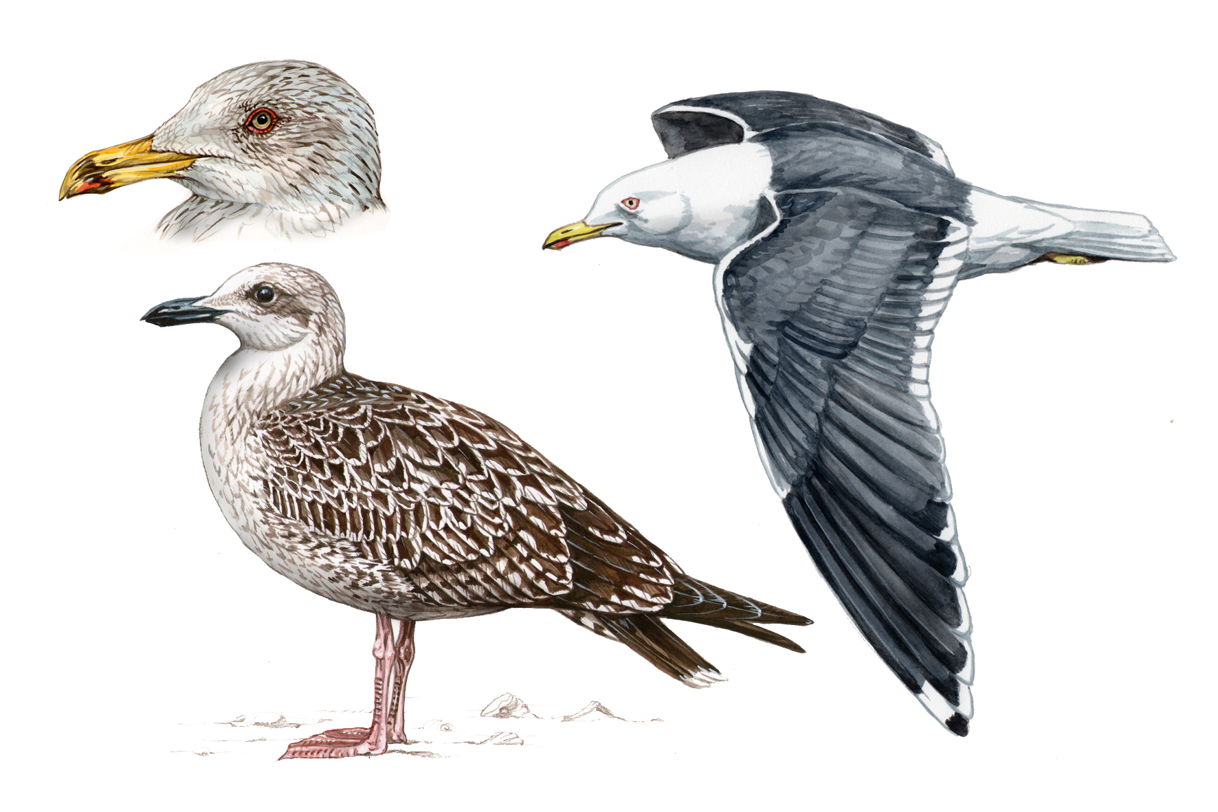 Gaviota sombría