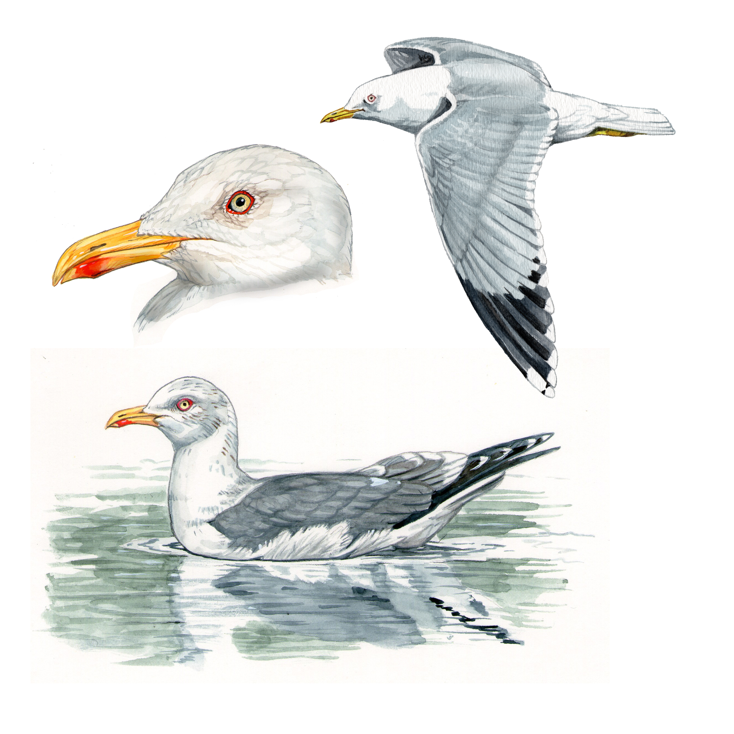 Gaviota patiamarilla