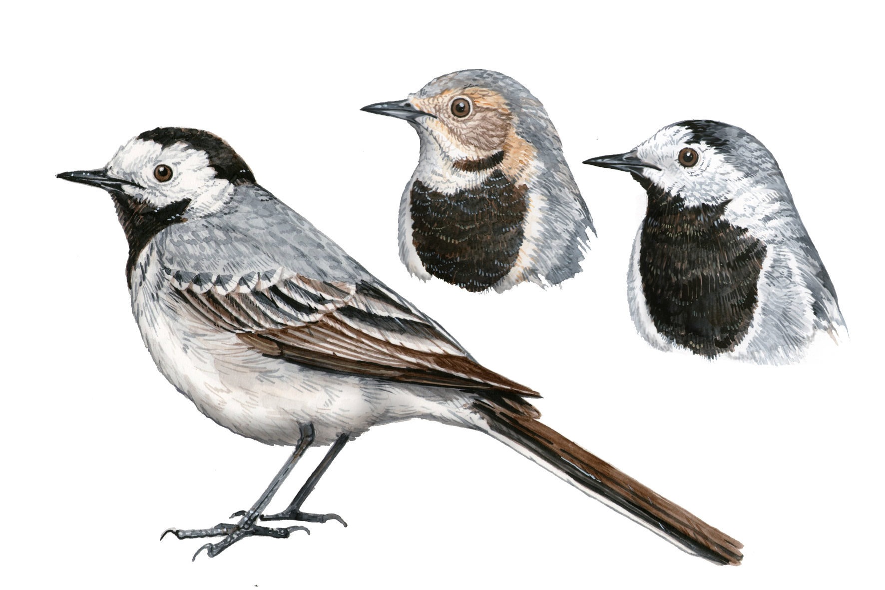 Lavandera blanca