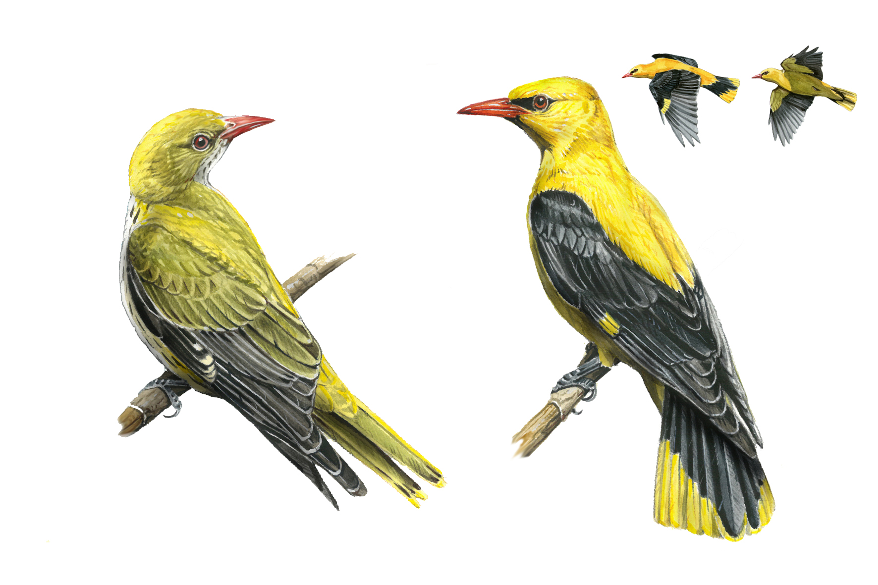 Oropéndola europea