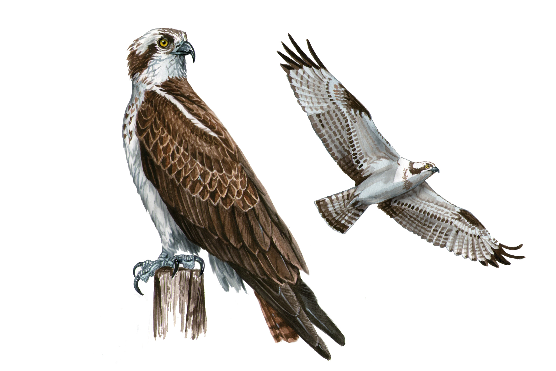 Águila pescadora