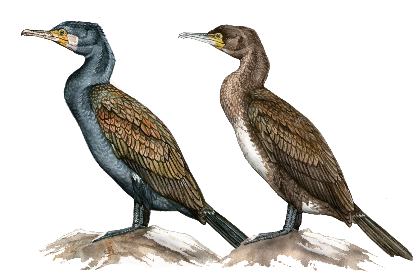 Cormorán grande