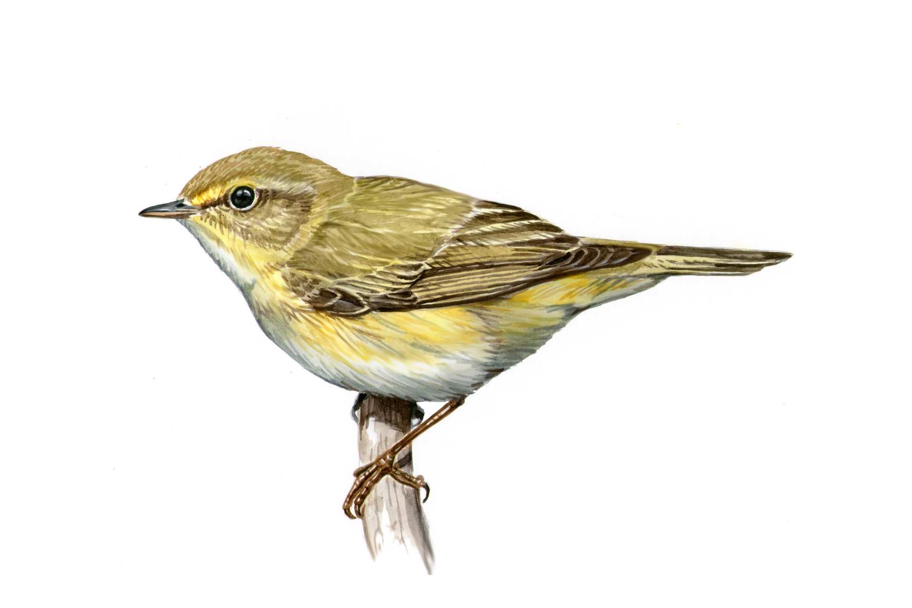 Mosquitero ibérico