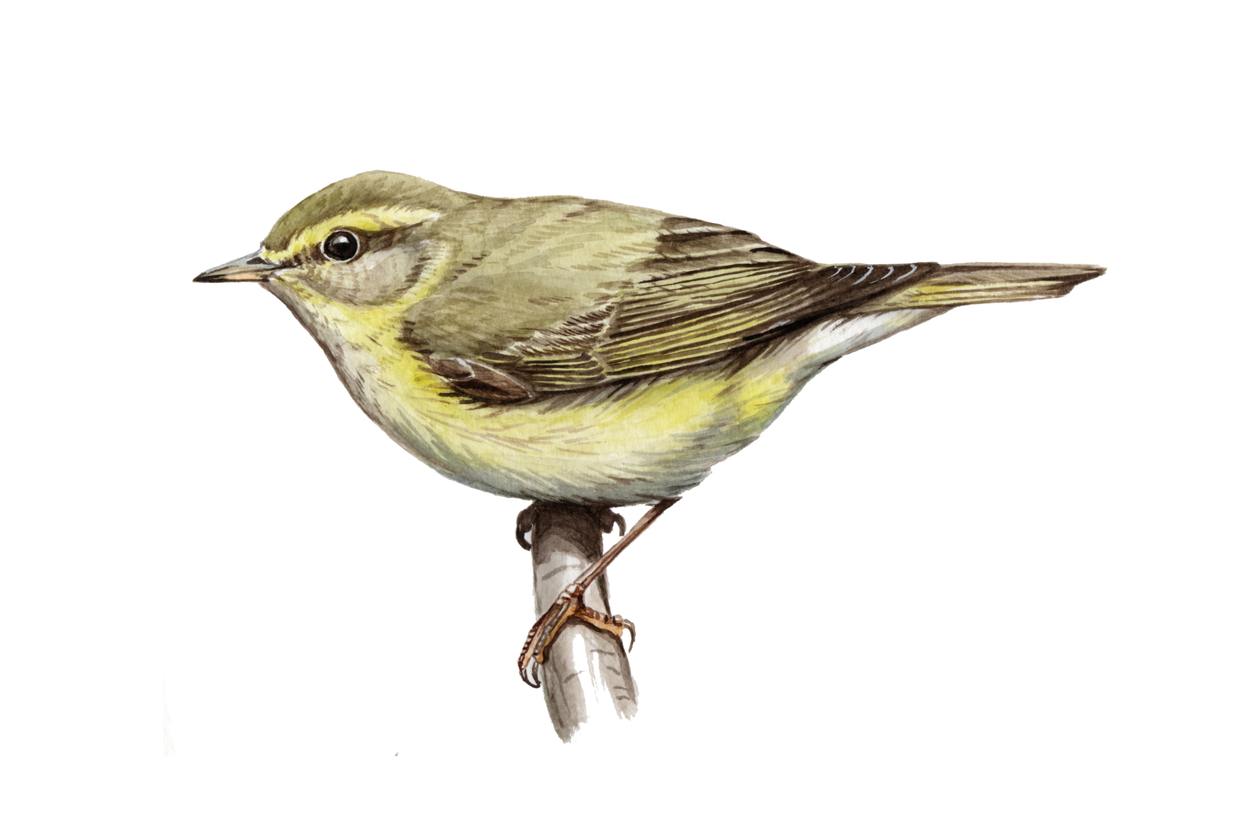 Mosquitero musical