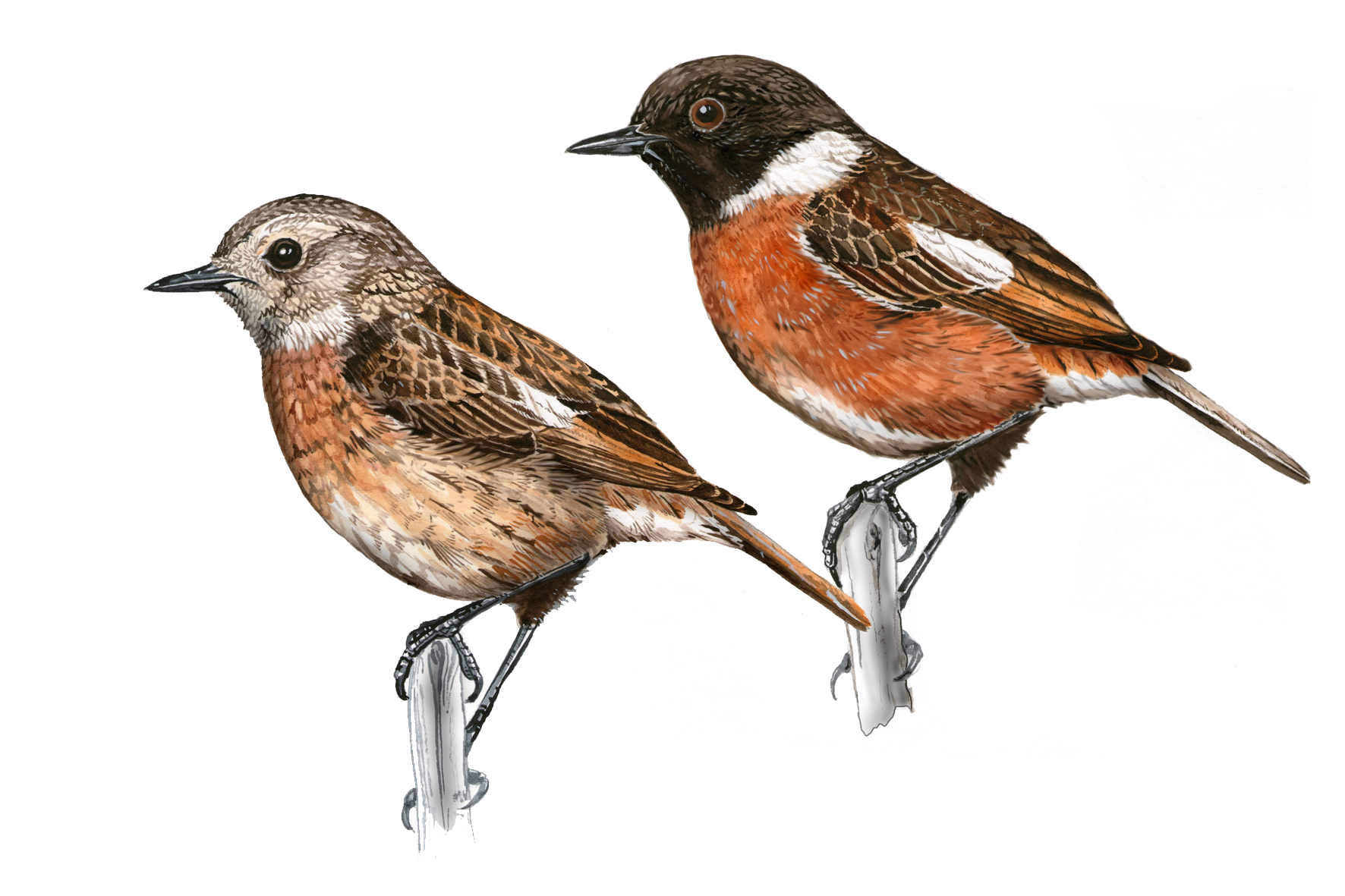 Tarabilla europea