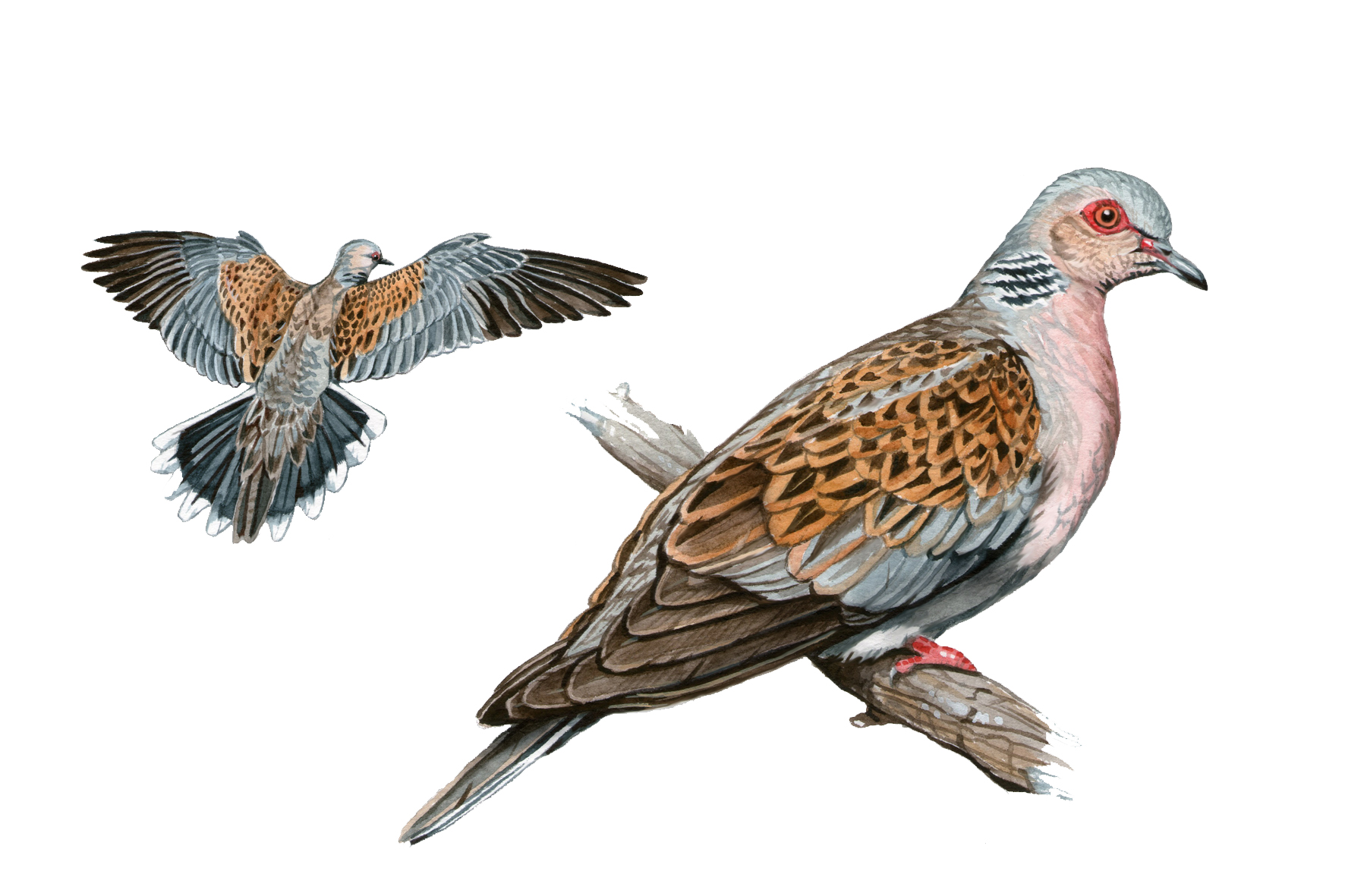Tórtola europea
