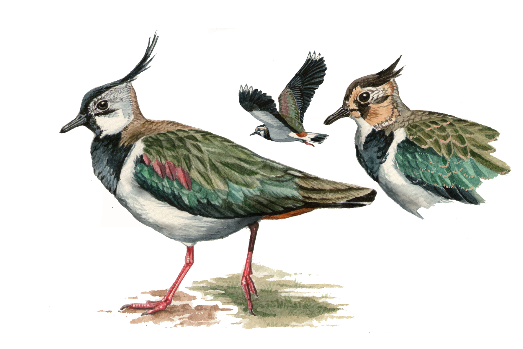 Avefría europea